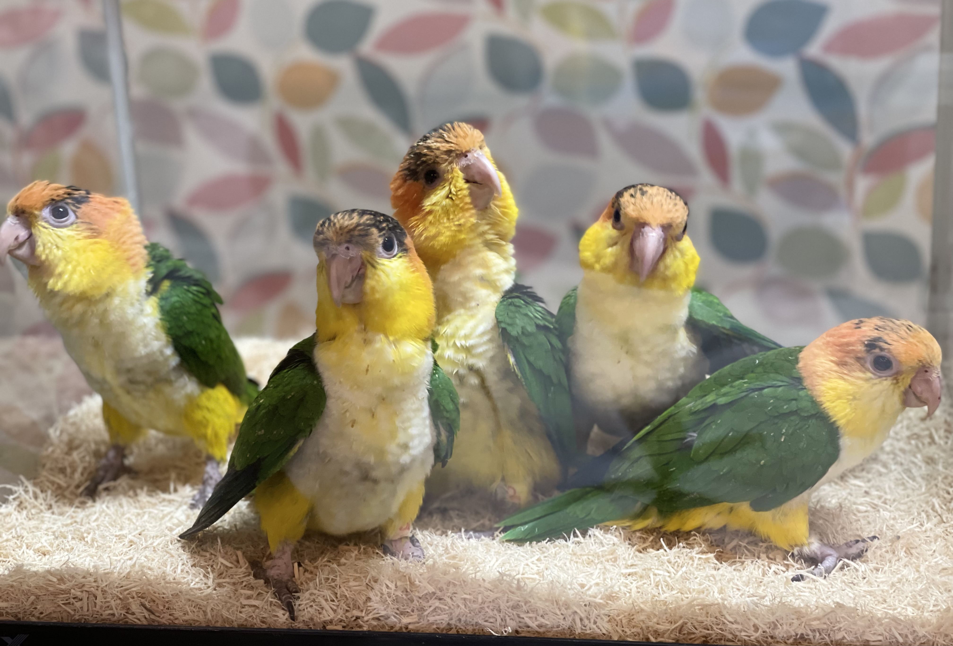 インコ 販売情報 シロハラインコ 雛達 5羽 お譲りします。(24/6/13) | オウムのカフェ FREAK